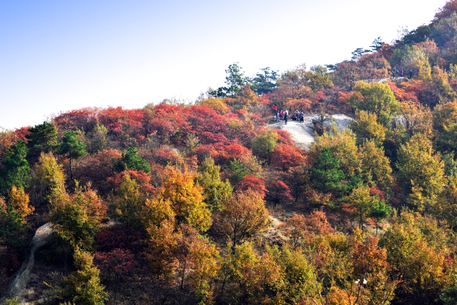 随州铁山红叶-1