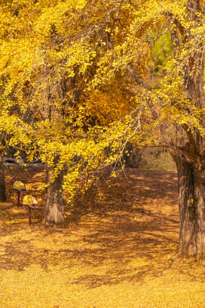 醉美金秋银杏谷-2