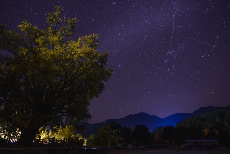 星空下的千年银杏-1