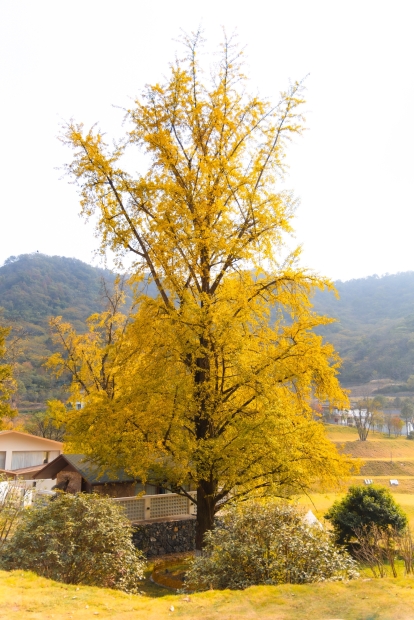 银杏林里的度假时光-8