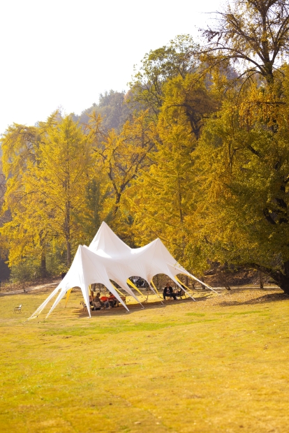 醉美金秋银杏谷-1