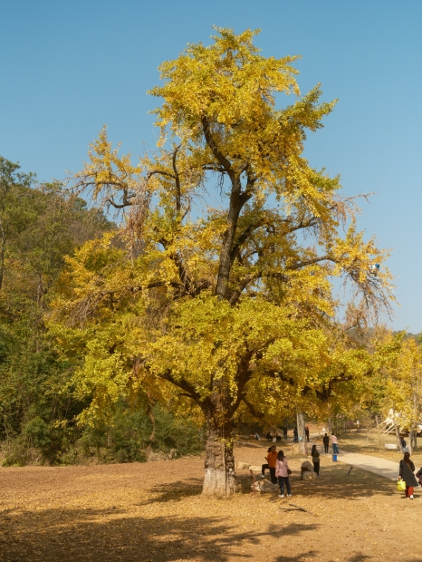 随州银杏-40