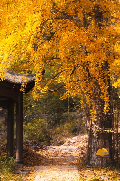 醉美金秋银杏谷-3