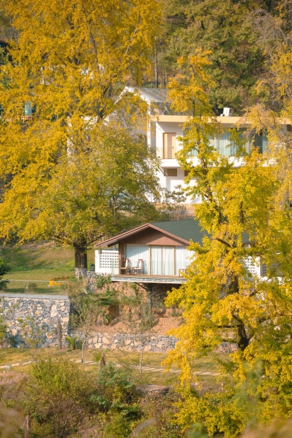 银杏林里的度假时光-2