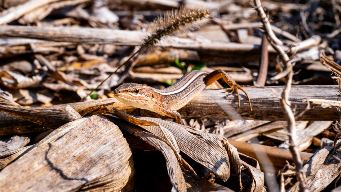 罗田九资河秋色-4