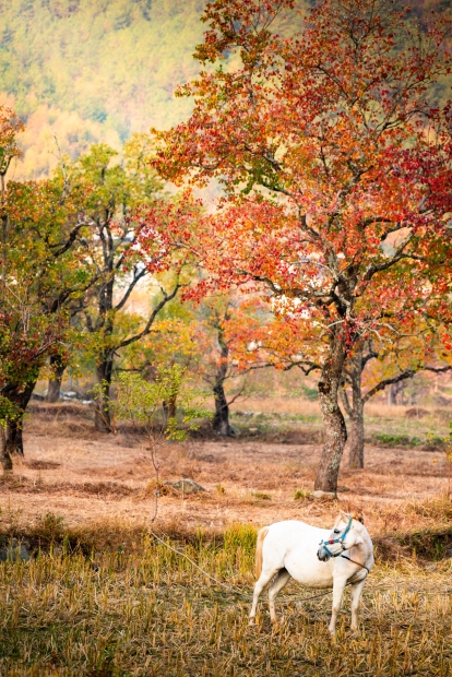 罗田九资河秋色-13