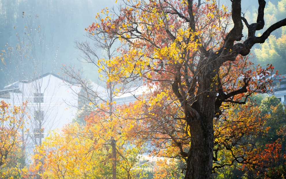 罗田九资河秋色-12
