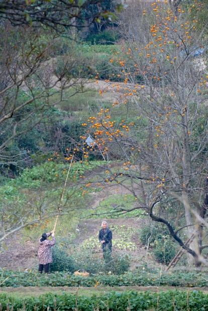 罗田九资河秋色-1